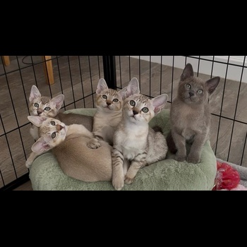 Tonkinese Cat 5